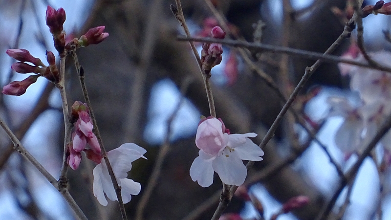 ジュウガツザクラの花 横浜市旭区今宿南町清来寺