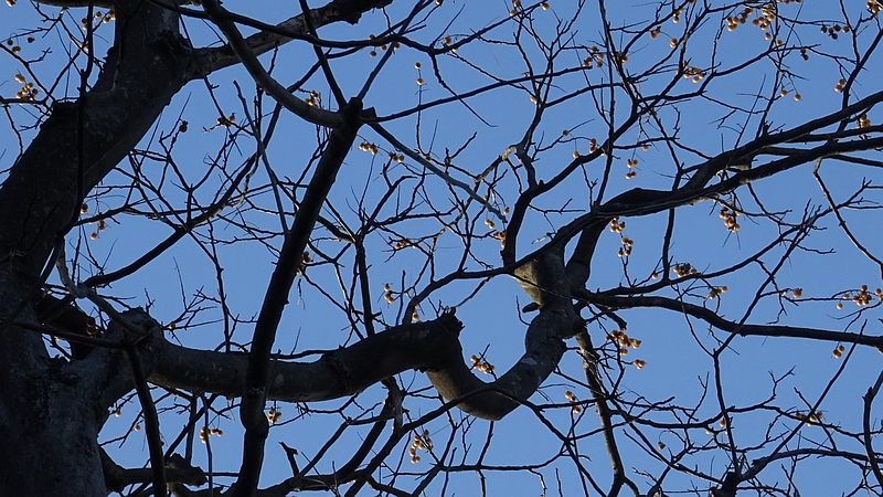 ムクロジの果実 横浜市旭区今宿南町清来寺