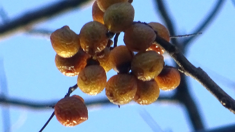ムクロジの果実 横浜市旭区今宿南町清来寺