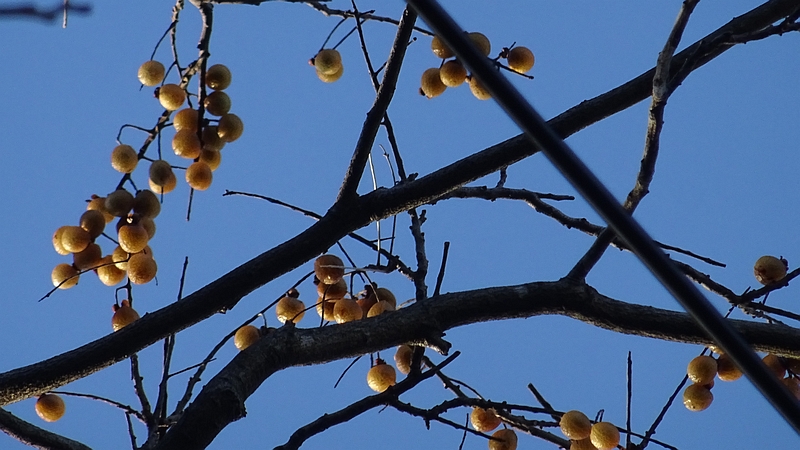 ムクロジの果実 横浜市旭区今宿南町清来寺