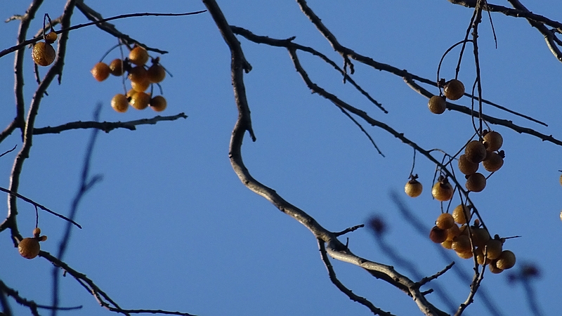 ムクロジの果実 横浜市旭区今宿南町清来寺