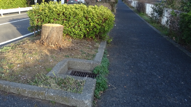 ウコンザクラの切株 横浜市旭区今宿東町