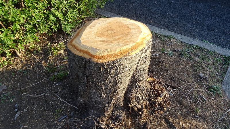 ウコンザクラの切株 横浜市旭区今宿東町