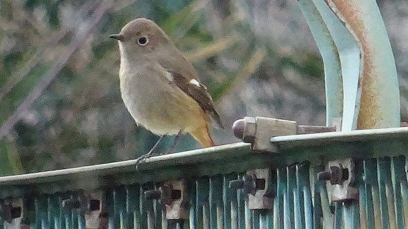 ジョウビタキ♀ 横浜市旭区今宿南町帷子川緑道
