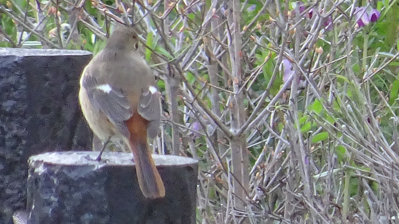 ジョウビタキ♀ 横浜市旭区今宿南町帷子川緑道