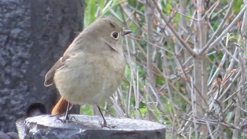 ジョウビタキ♀ 横浜市旭区今宿南町帷子川緑道