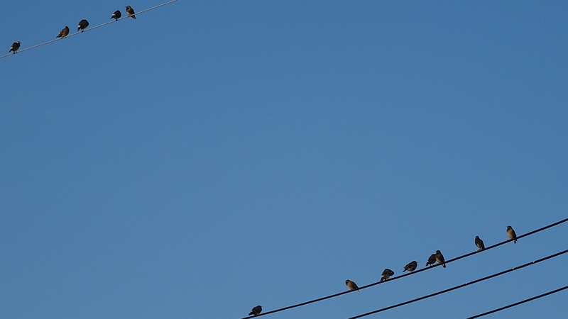電線のムクドリ 横浜市旭区今宿東町