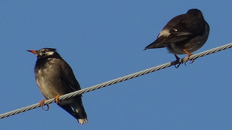 電線のムクドリ 横浜市旭区今宿東町