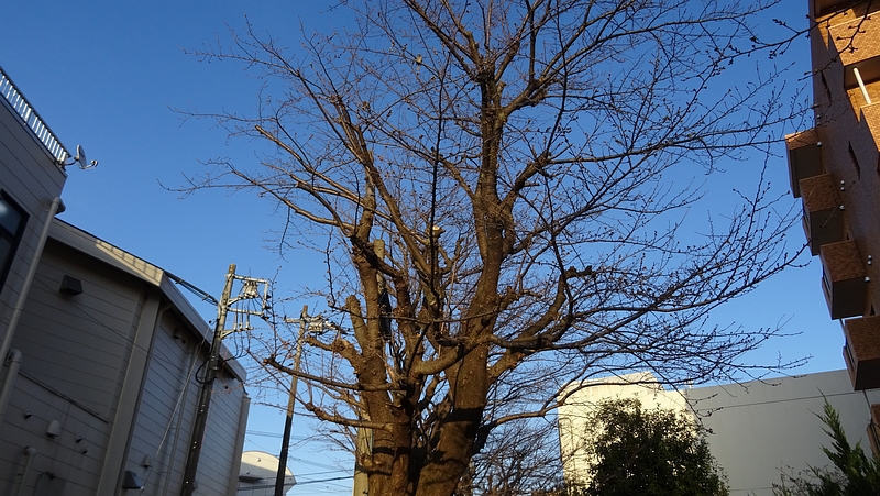 ソメイヨシノ 横浜市旭区今宿東町