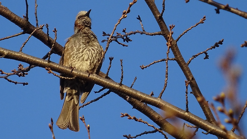 ソメイヨシノのヒヨドリ 横浜市旭区今宿東町