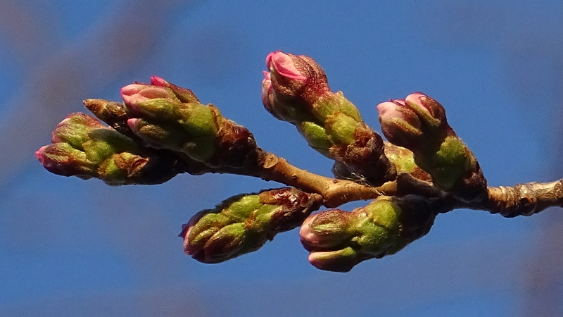ソメイヨシノの花芽 横浜市旭区今宿東町