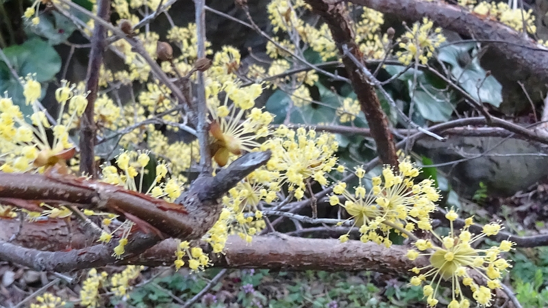サンシュユの花 横浜市旭区今宿南町帷子川緑道