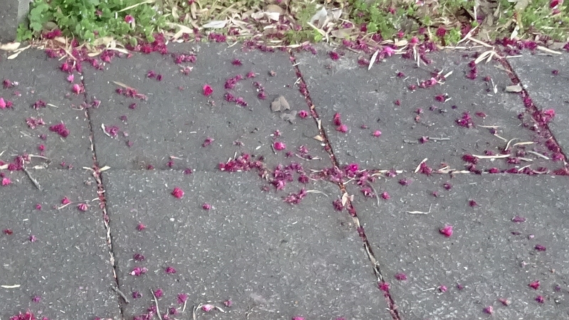 カンヒザクラの花 横浜市旭区今宿南町帷子川緑道