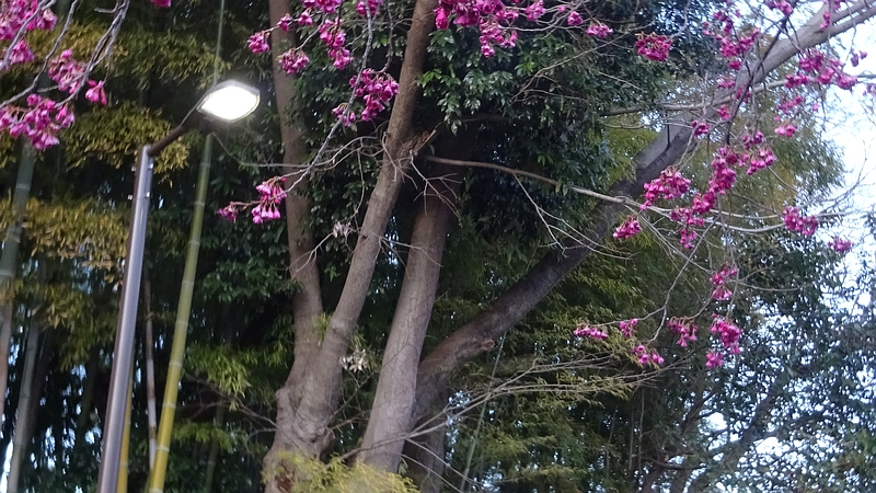 街灯とカンヒザクラの花 横浜市旭区今宿南町帷子川緑道