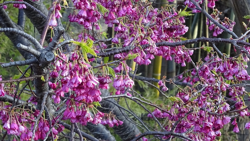 カンヒザクラの花 横浜市旭区今宿南町帷子川緑道