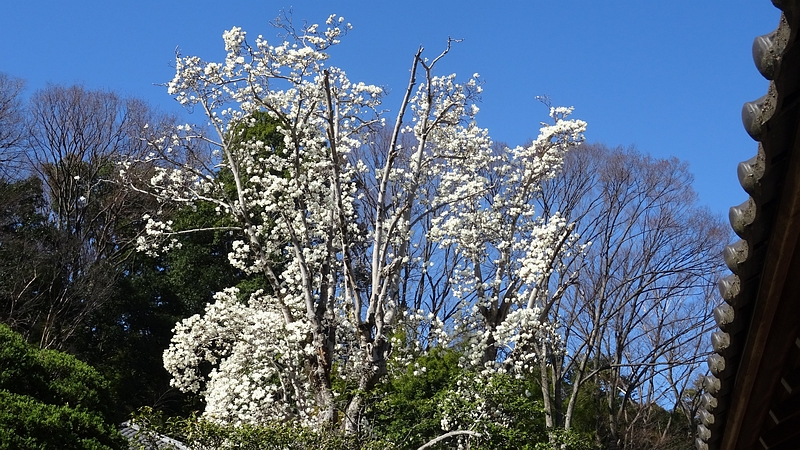 ハクモクレン 横浜市旭区今宿南町清来寺