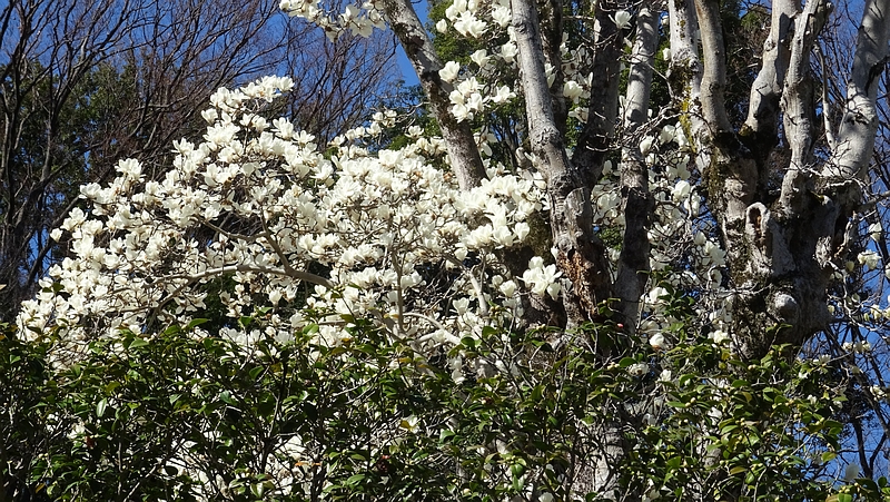 ハクモクレンの花 横浜市旭区今宿南町清来寺