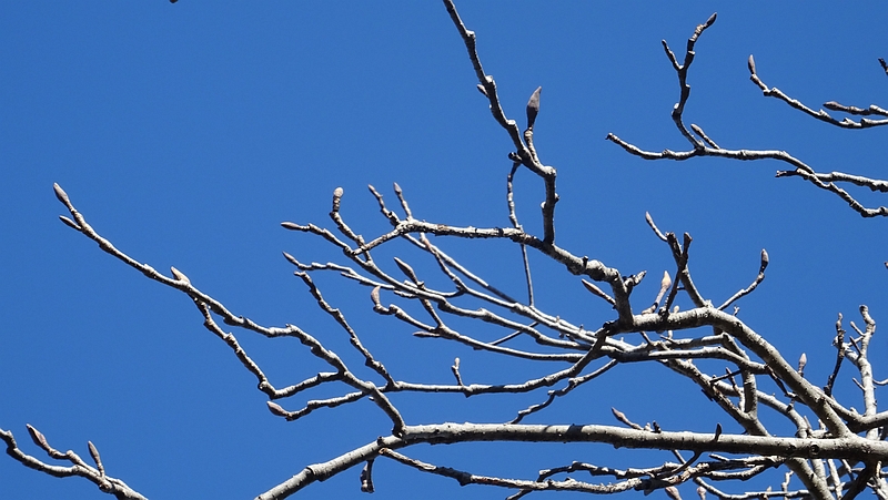 ホオノキの冬芽 横浜市旭区今宿南町清来寺