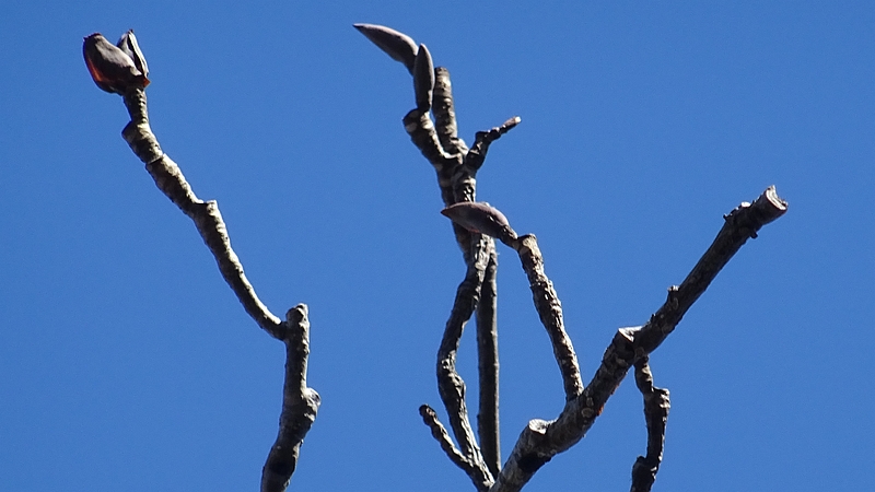 ホオノキの冬芽 横浜市旭区今宿南町清来寺