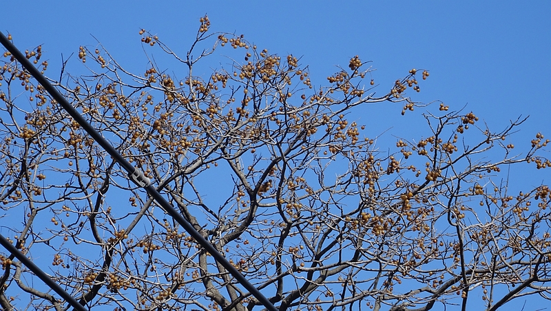 ムクロジの果実 横浜市旭区今宿南町清来寺