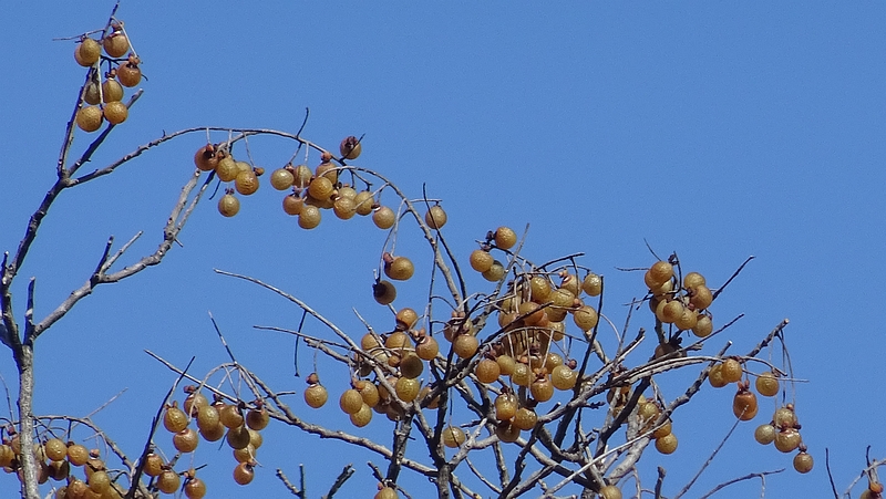 ムクロジの果実 横浜市旭区今宿南町清来寺