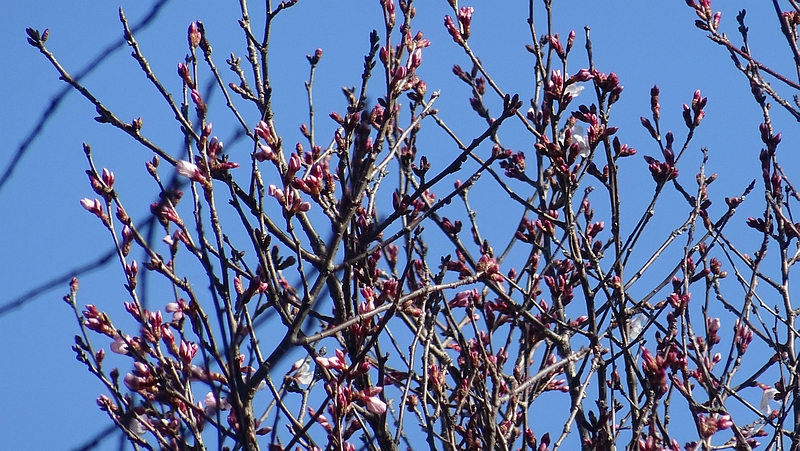 ジュウガツザクラの花 横浜市旭区今宿南町清来寺