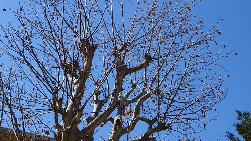 モミジバスズカケノキの果実 横浜市旭区今宿南町