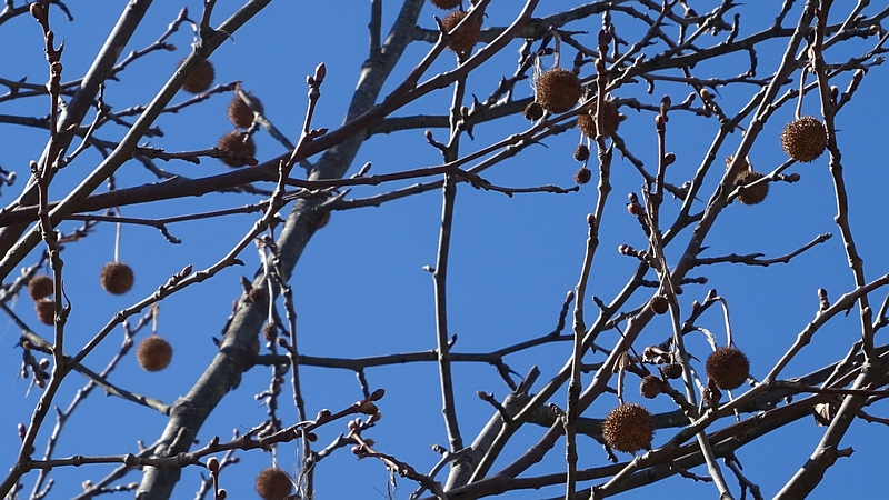 モミジバスズカケノキの果実 横浜市旭区今宿南町