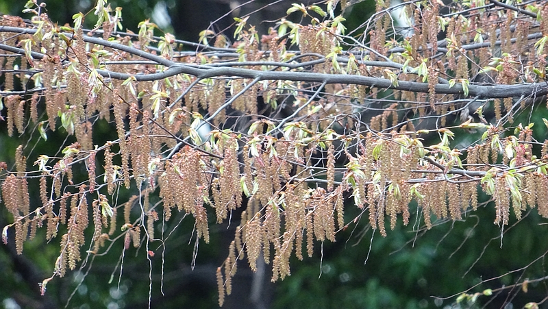 アカシデの雄花 川崎市幸区さいわいふるさと公園