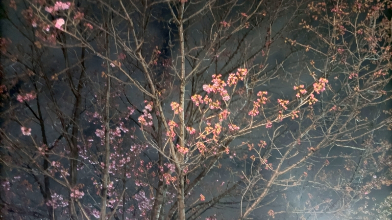 ヨウコウザクラの花 横浜市旭区鶴ヶ峰鎧の渡し緑道