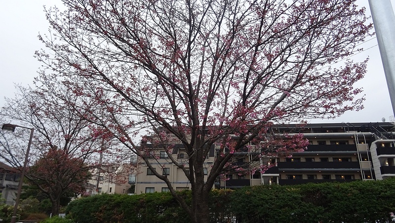 ヨウコウザクラの花 横浜市旭区鶴ヶ峰鎧の渡し緑道