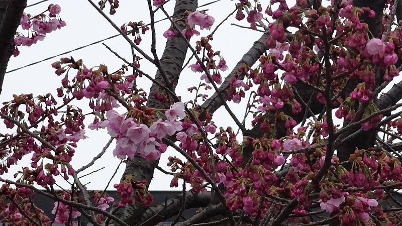ヨウコウザクラの花 横浜市旭区鶴ヶ峰鎧の渡し緑道