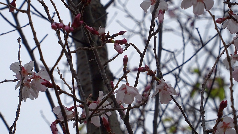 コヒガンザクラの花 川崎市幸区さいわいふるさと公園