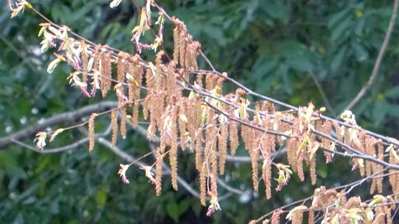 アカシデの花 川崎市幸区さいわいふるさと公園