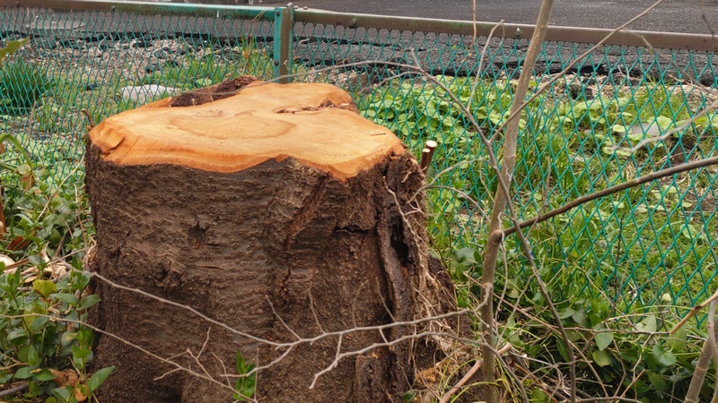 ソメイヨシノの切株 横浜市旭区今宿南町