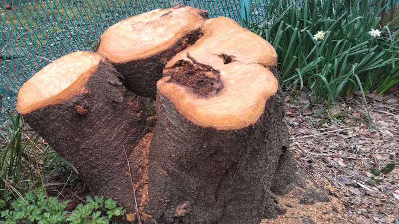 ソメイヨシノの切株 横浜市旭区今宿南町