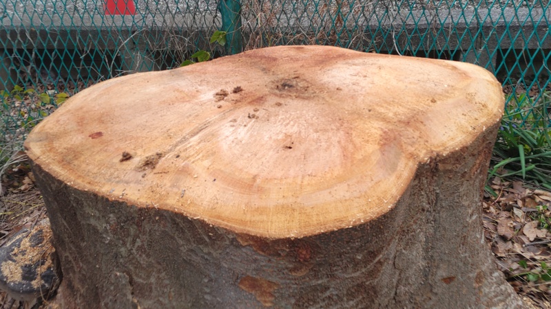 ソメイヨシノの切株 横浜市旭区今宿南町