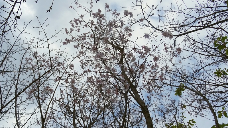 コヒガンザクラの花 川崎市幸区さいわいふるさと公園