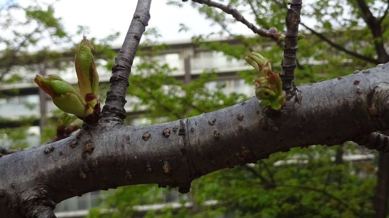 オオシマザクラの葉芽 川崎市幸区さいわいふるさと公園