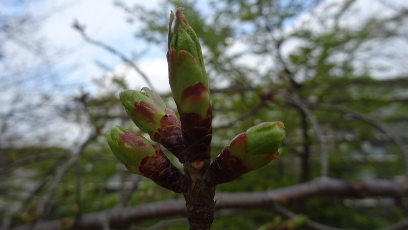 オオシマザクラの葉芽 川崎市幸区さいわいふるさと公園