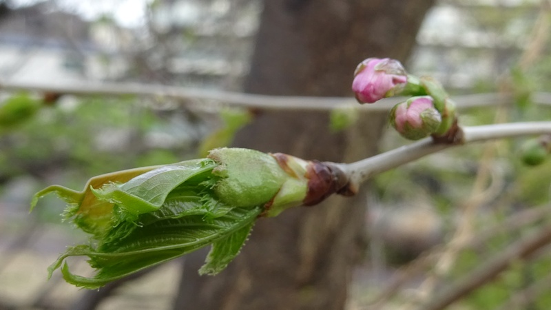 オオシマザクラの蕾 川崎市幸区さいわいふるさと公園