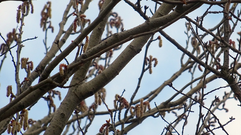 ポプラの雄花 川崎市幸区さいわいふるさと公園