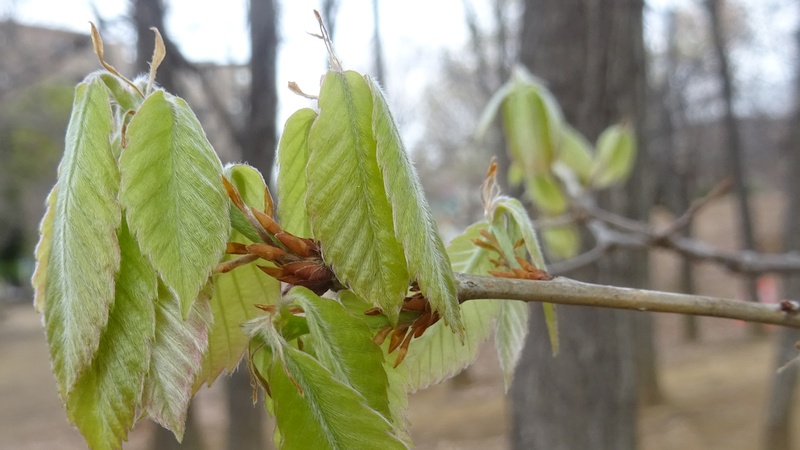 コナラの若葉 川崎市幸区さいわいふるさと公園
