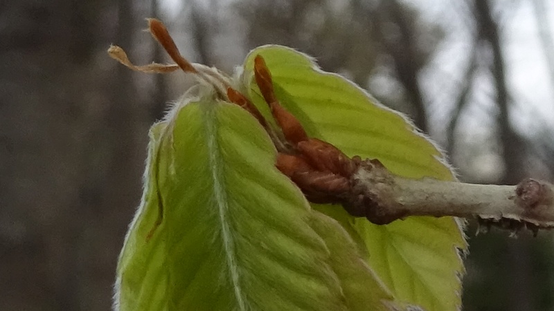 コナラの若葉 川崎市幸区さいわいふるさと公園