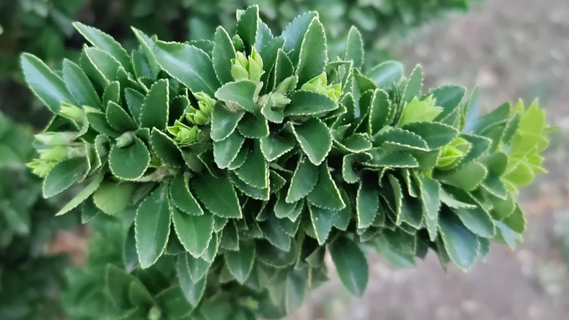 ベンコマサキの葉芽 川崎市幸区さいわいふるさと公園