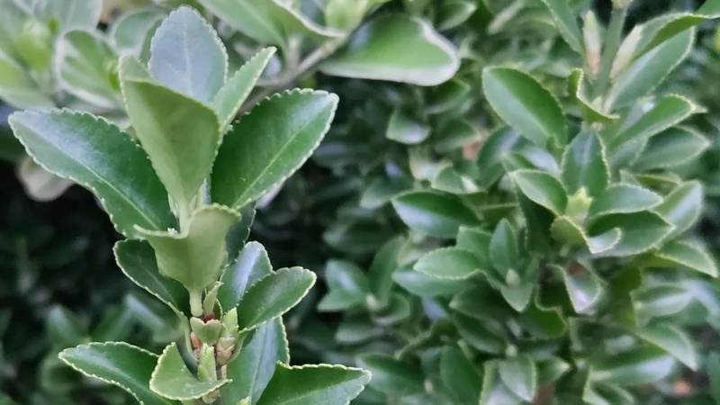 ベンコマサキの葉芽 川崎市幸区さいわいふるさと公園