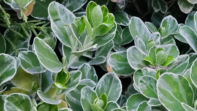 ベンコマサキの葉芽 川崎市幸区さいわいふるさと公園