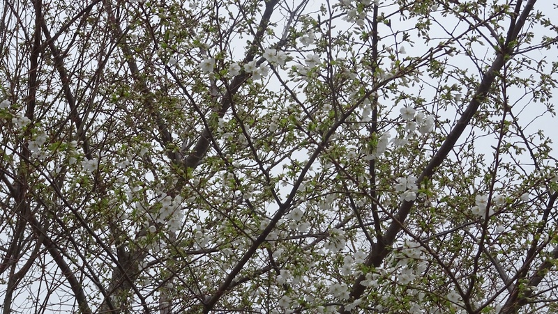 オオシマザクラの花 川崎市幸区さいわいふるさと公園