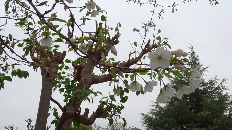 オオシマザクラの花 川崎市幸区さいわいふるさと公園