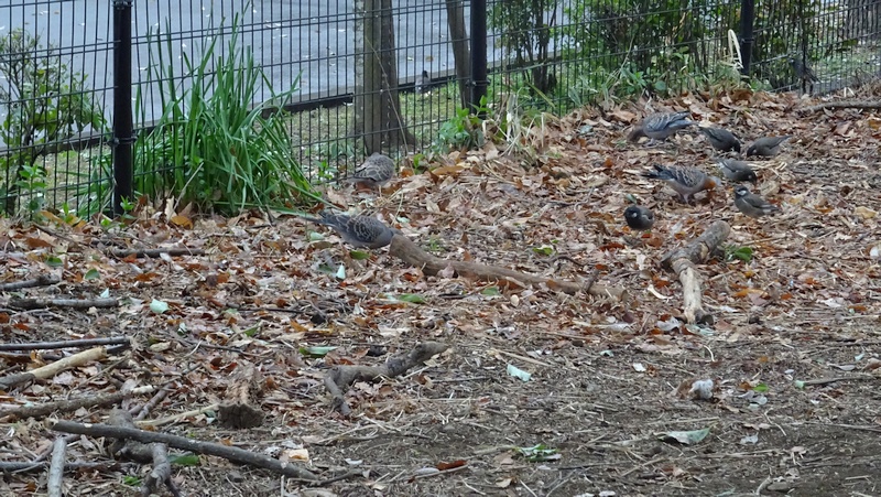 キジバトとムクドリ 川崎市幸区さいわいふるさと公園